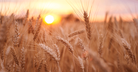 field